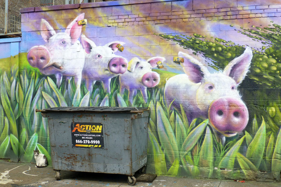 Cochons dans un pré