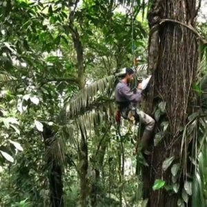 Ralph Garcia au niveau de la canopée, son terrain d'étude de la forêt costaricienne
