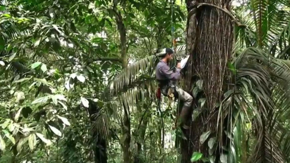 Ralph Garcia au niveau de la canopée, son terrain d'étude de la forêt costaricienne