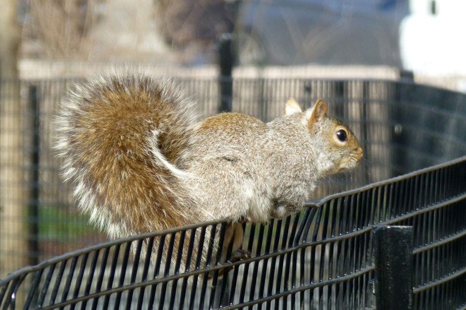 Un écureuil sur un grillage à Battery Park