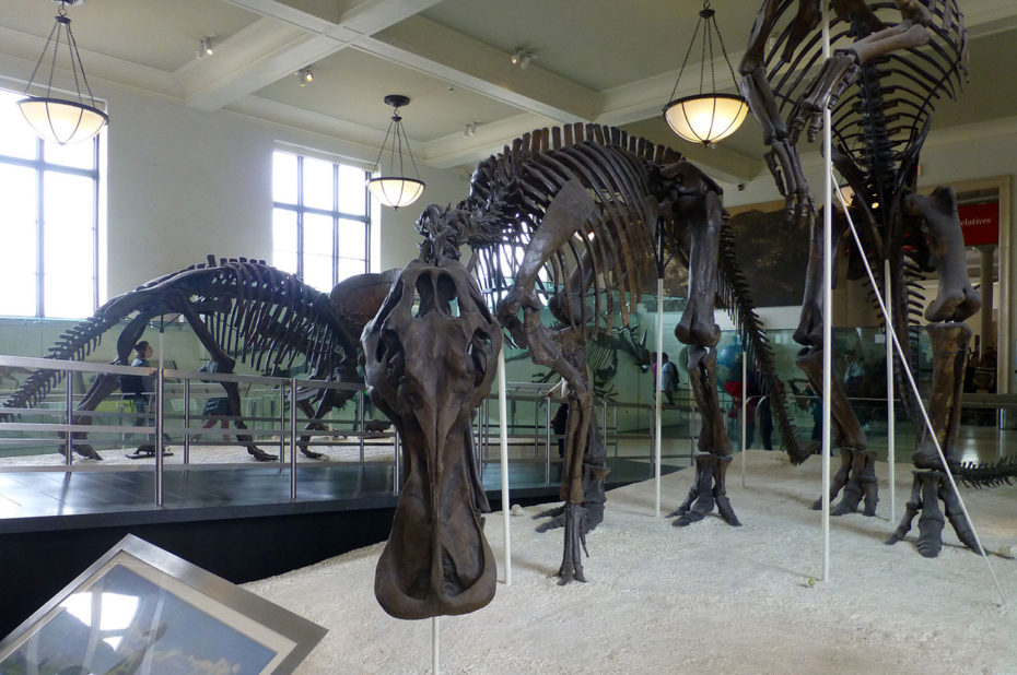 Anatotitan, dinosaure de la famille hadrosauridé