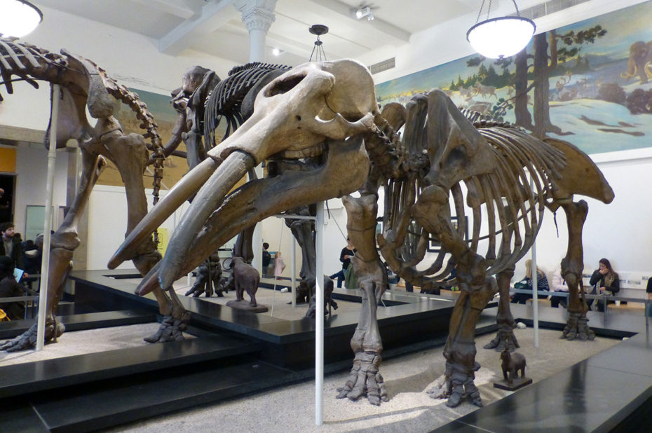 Gomphotherium