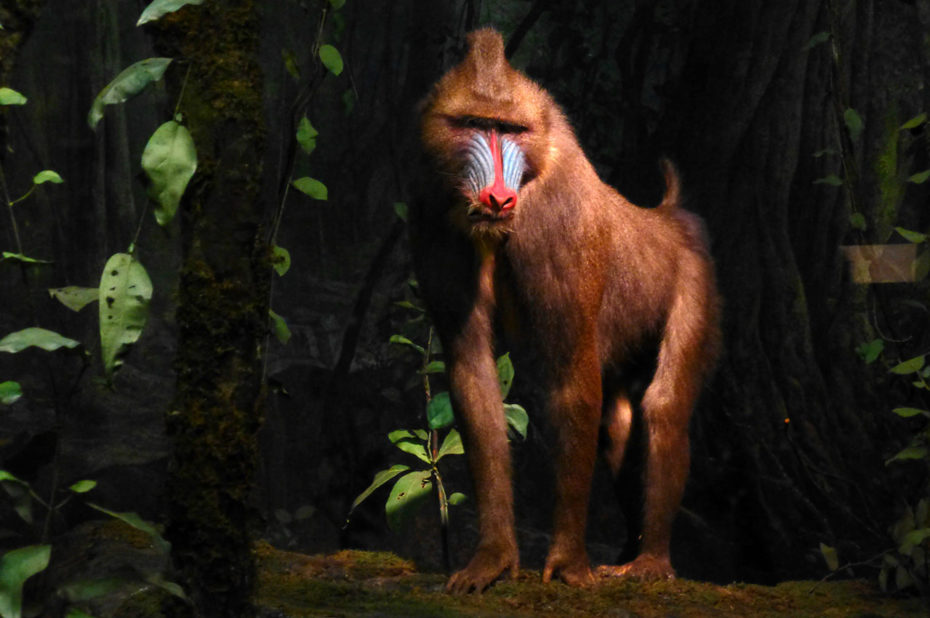 Mandrill