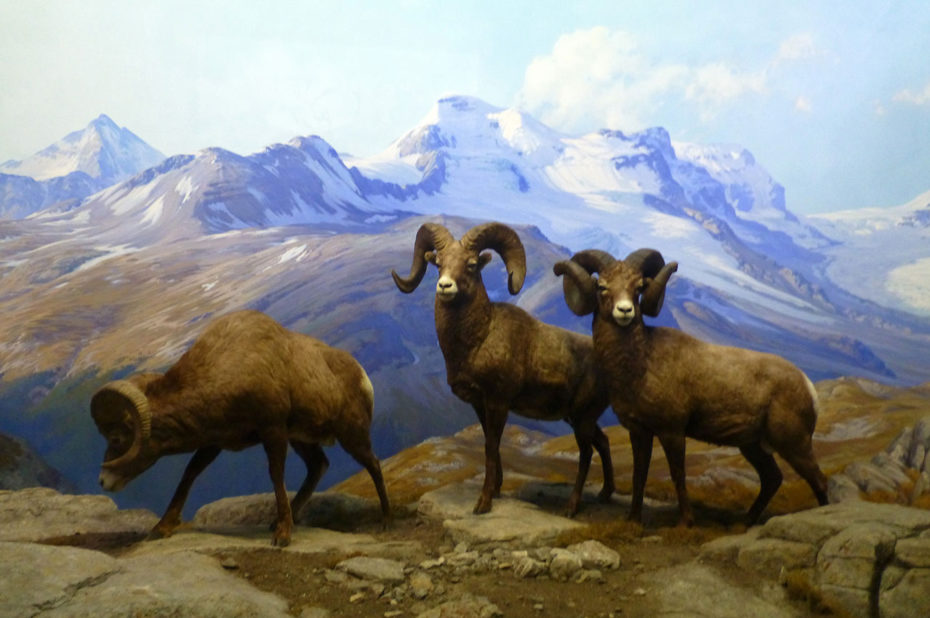 Mouflon d'Amérique