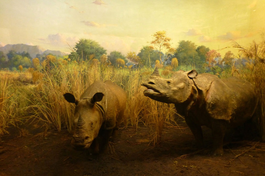 Rhinocéros