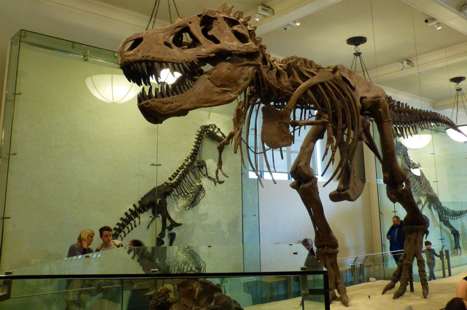 T-Rex, squelette de dinosaure au musée d'Histoire Naturelle