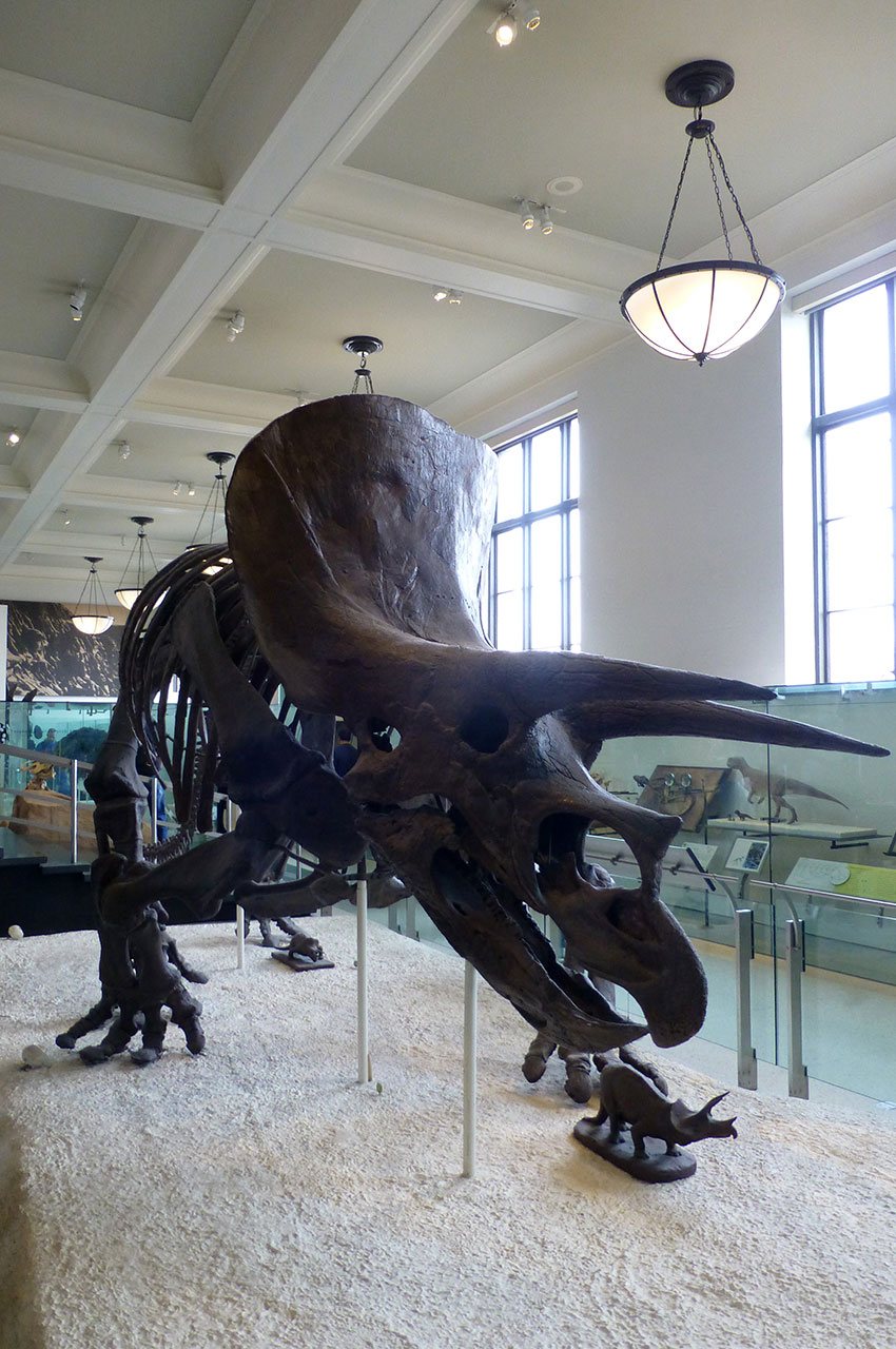 Tricératops, dinosaure