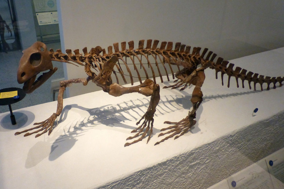 Trilophosaurus buettneri