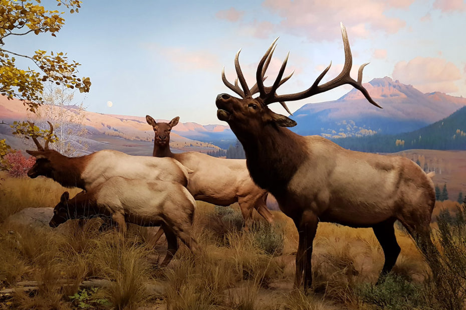 Wapiti