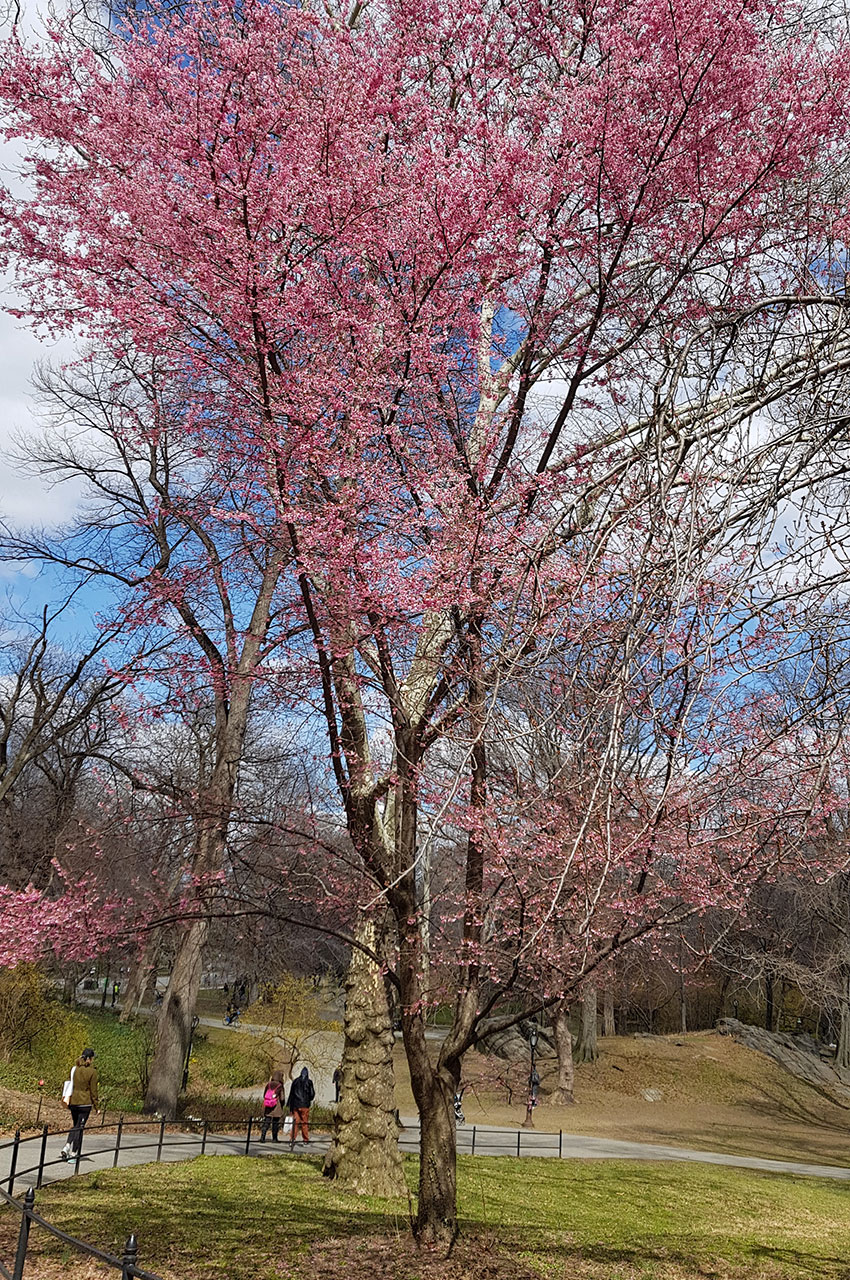 Arbre en fleurs à Central Park