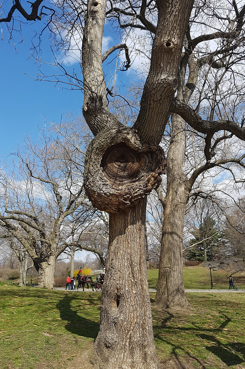 Un arbre au tronc original