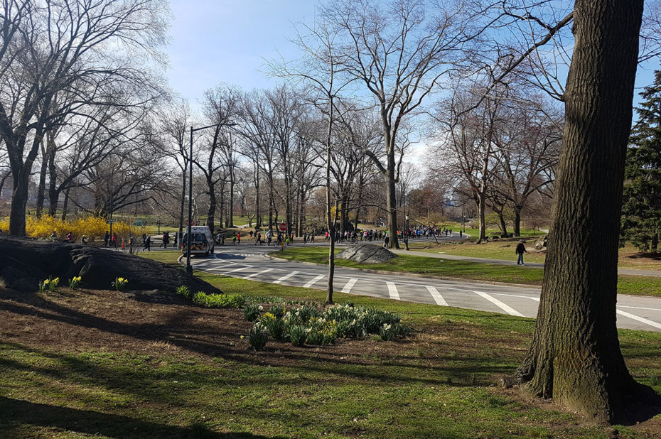 Une course à pied organisée dans Central Park le dimanche matin