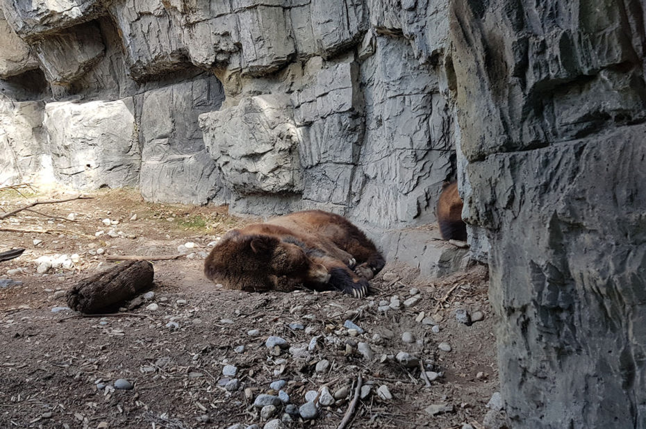 Dans l'enclos des grizzlis