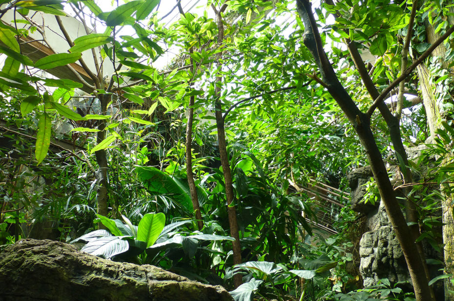 Dans la forêt tropicale du zoo