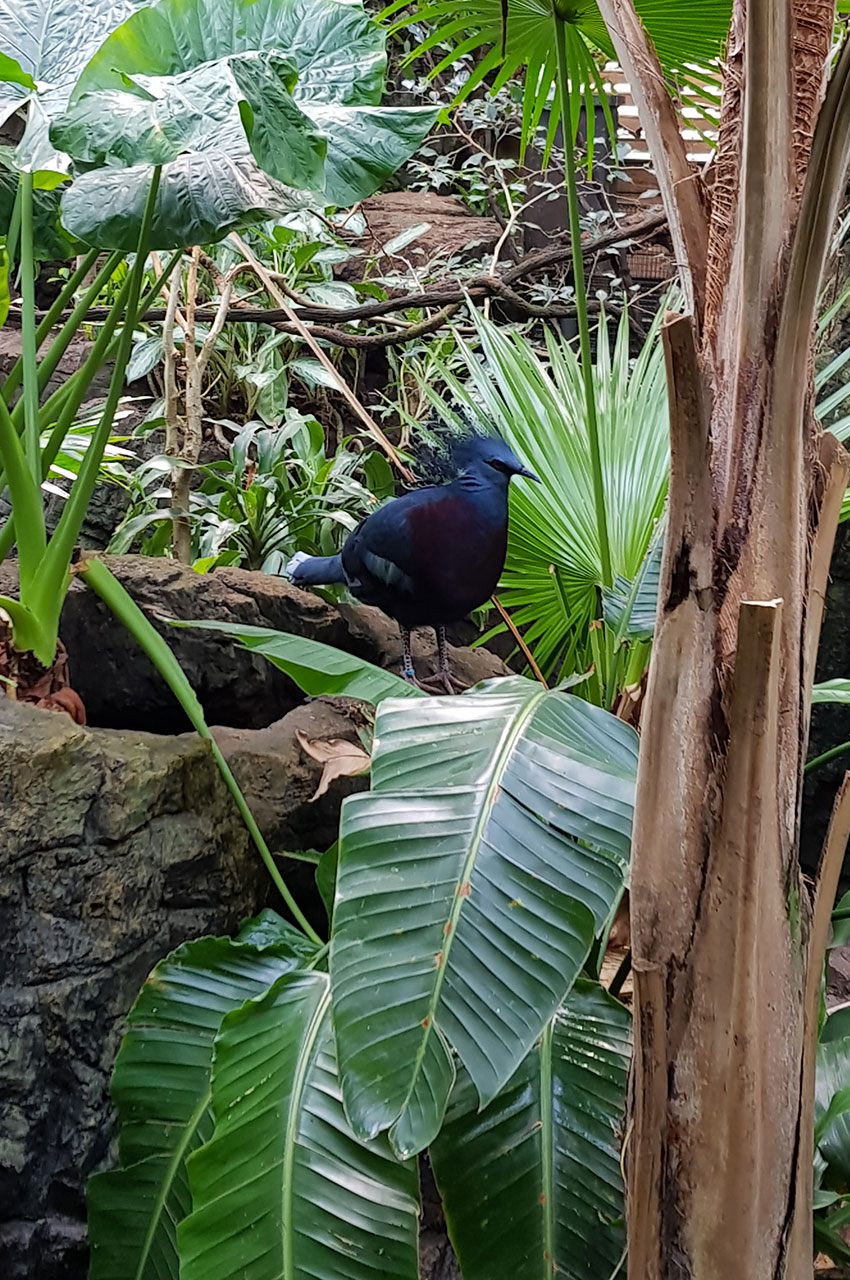 Goura de Victoria (oiseau bleu)