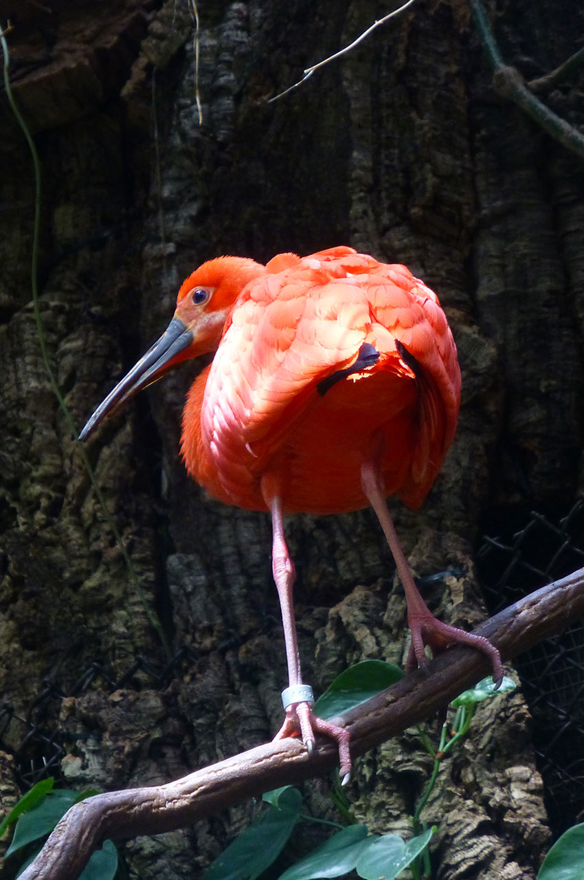 Ibis rouge