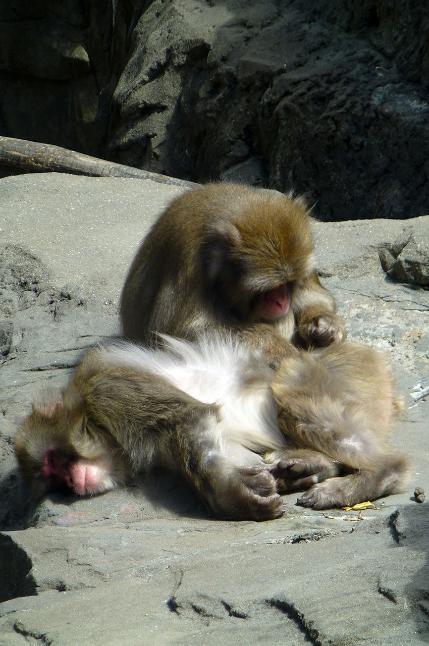 Macaques japonais