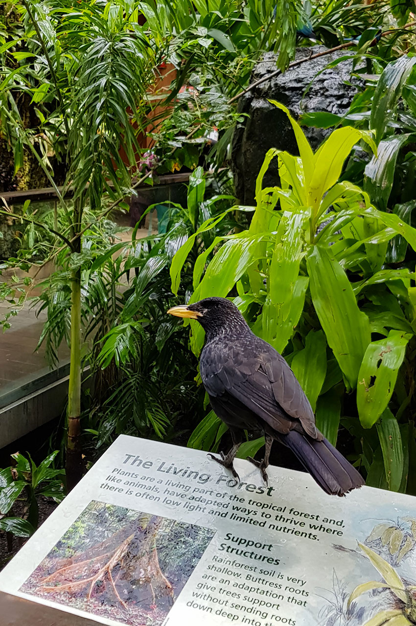 Oiseau noir dans la "forêt tropicale" du zoo