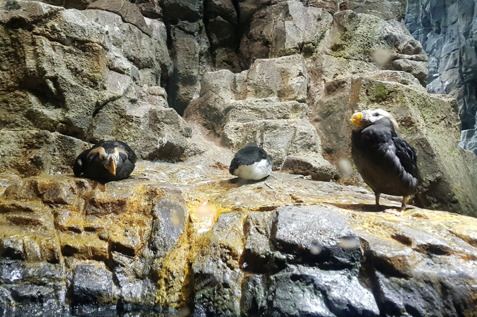 Oiseaux sur des rochers