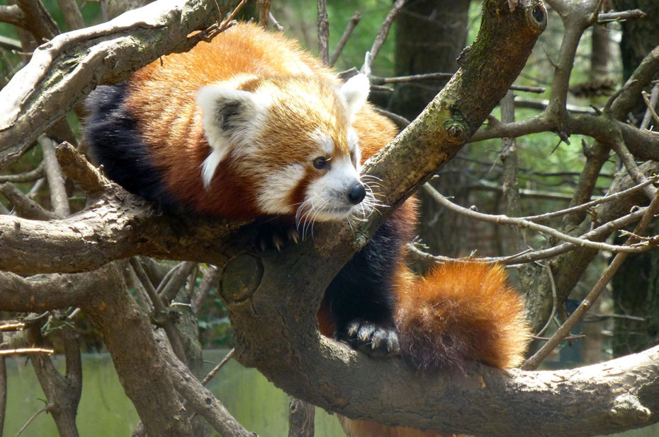 Panda roux sur une branche