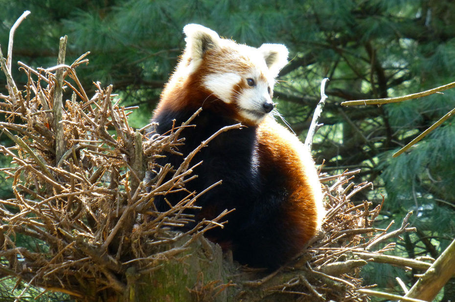 Un panda roux se réchauffe sous les rayons du soleil de début avril