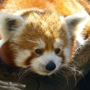 Un petit panda roux très curieux
