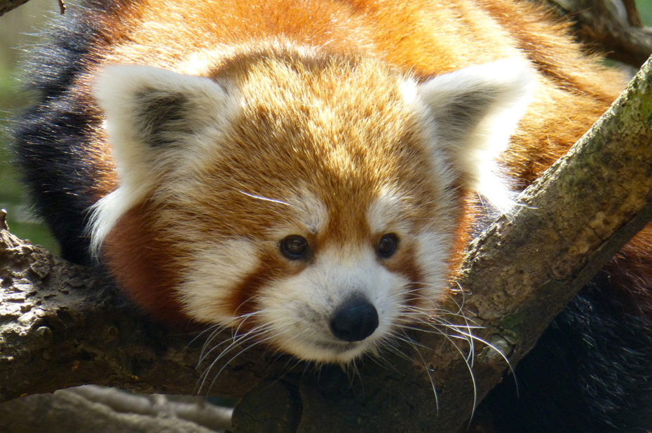 Un petit panda roux très curieux