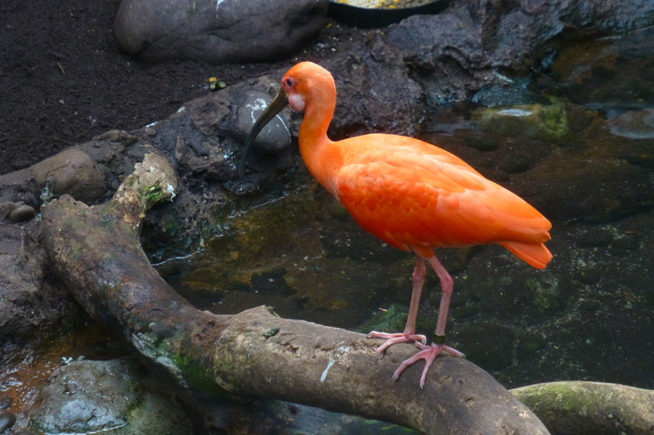 La couleur du plumage de l'ibis rouge est dû principalement à la consommation de crevettes
