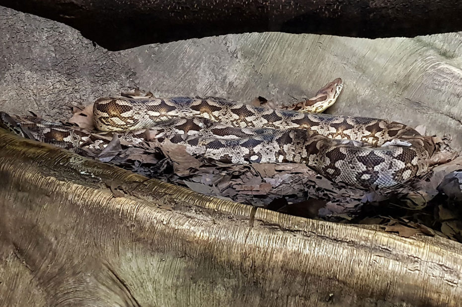 Serpent du zoo de Central Park