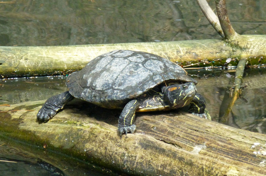 Tortue de Floride Trachemys scripta