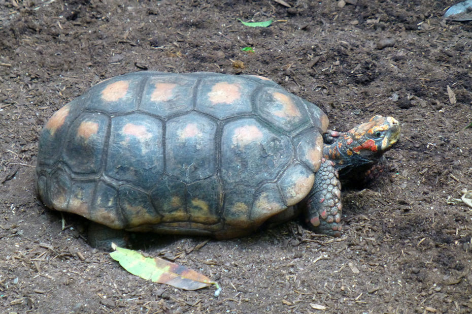 Tortue au zoo de Central Park