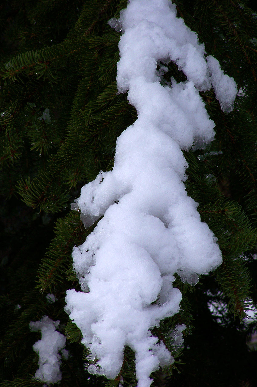 Neige lourde sur les branches des sapins