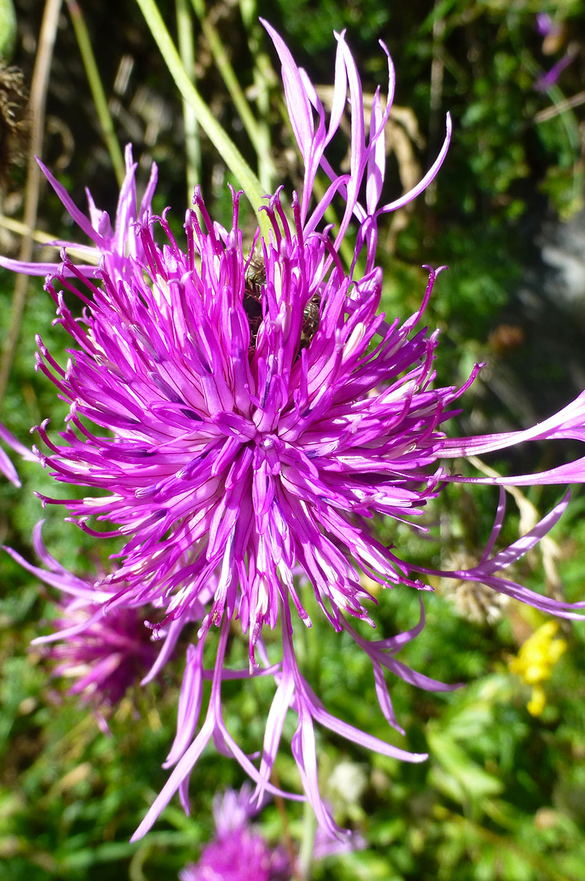 Silybum Marianum, fleur des Alpes