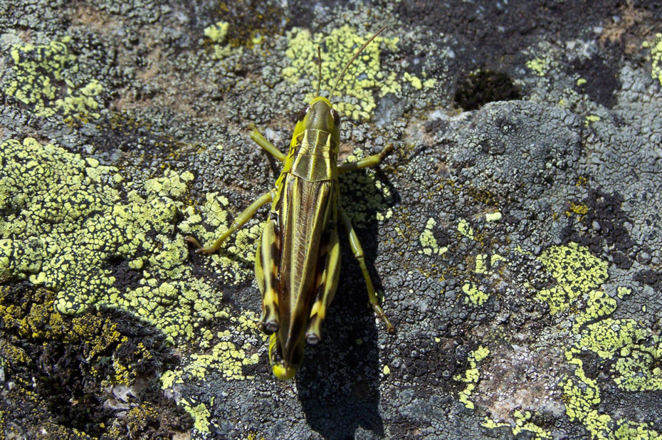 Arcyptera fusca ou criquet bariolé
