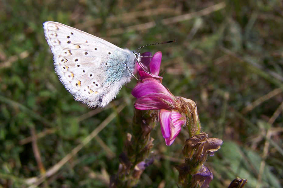 Papillon argus bleu sur une fleur