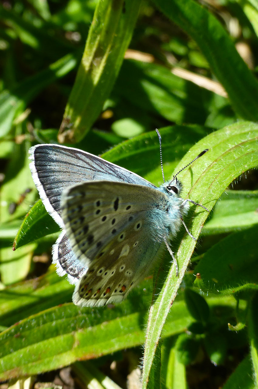 Papillon Argus bleu