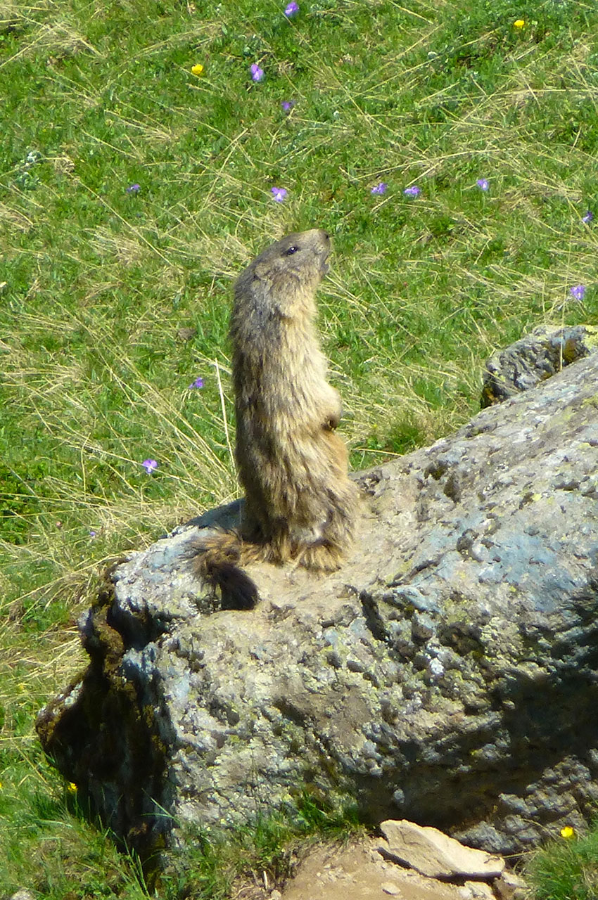 Marmotte à l'affût