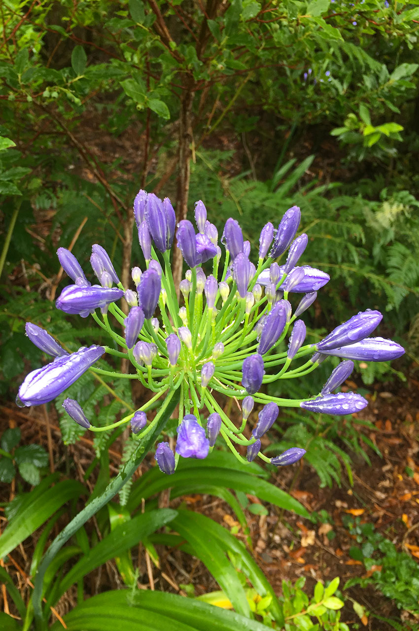 Fleur violette de la famille des Agapanthes
