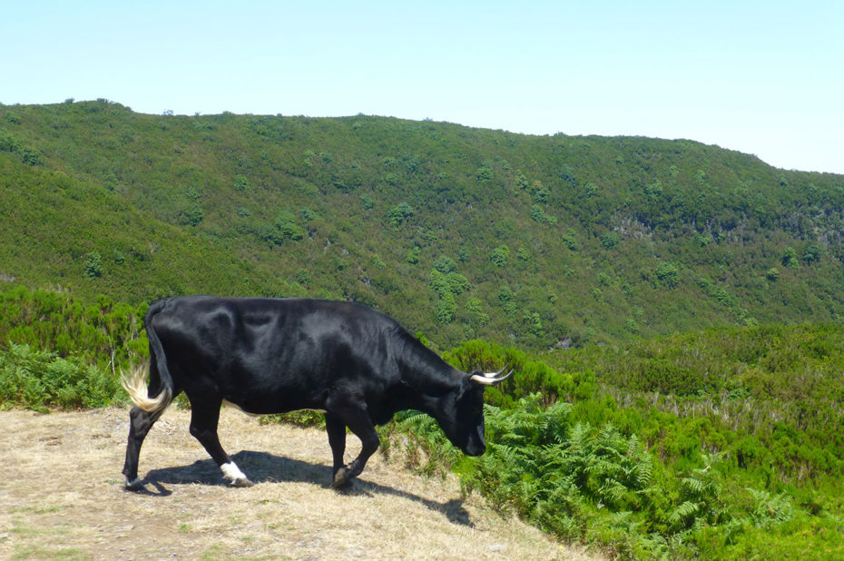 Une vache noire en quête de bonne herbe