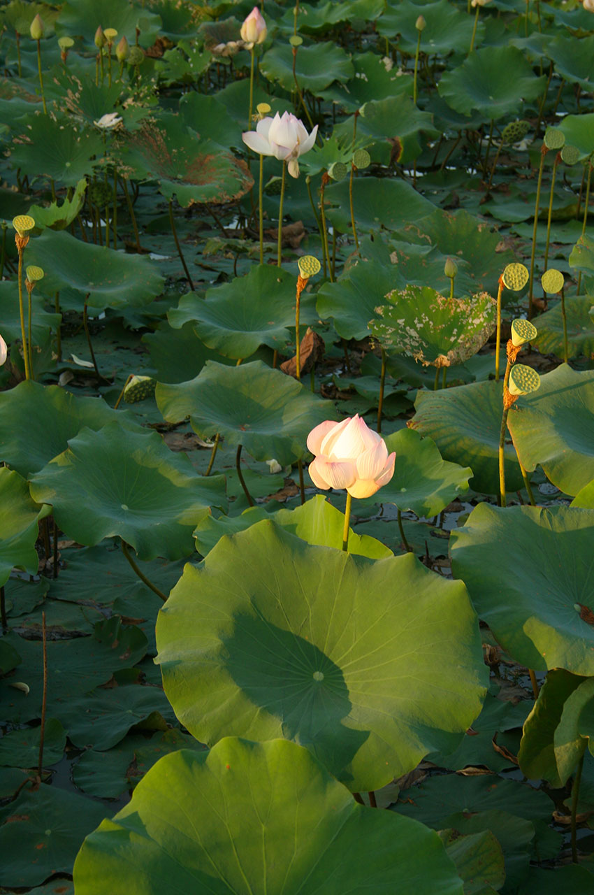 Fleur de lotus sacré, plante aquatique
