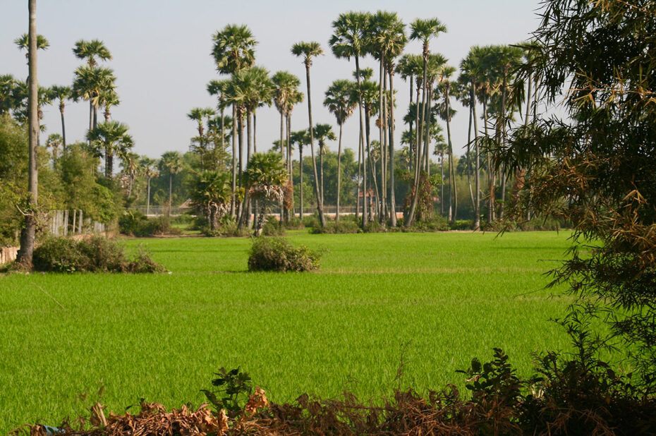 Paysage du Cambodge avec de hauts palmiers