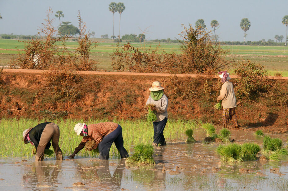 Repiquage du riz par des paysans dans les rizières au Cambodge