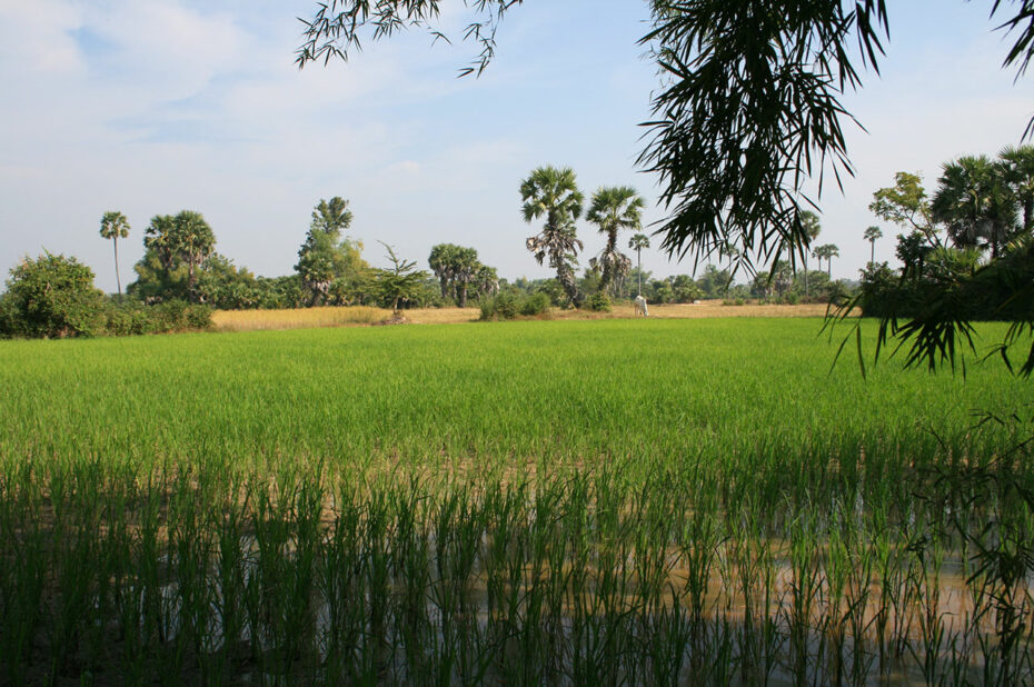 Rizières au Cambodge