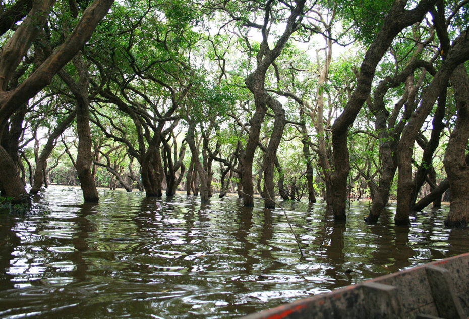 Au cœur de la mangrove submergée par les eaux