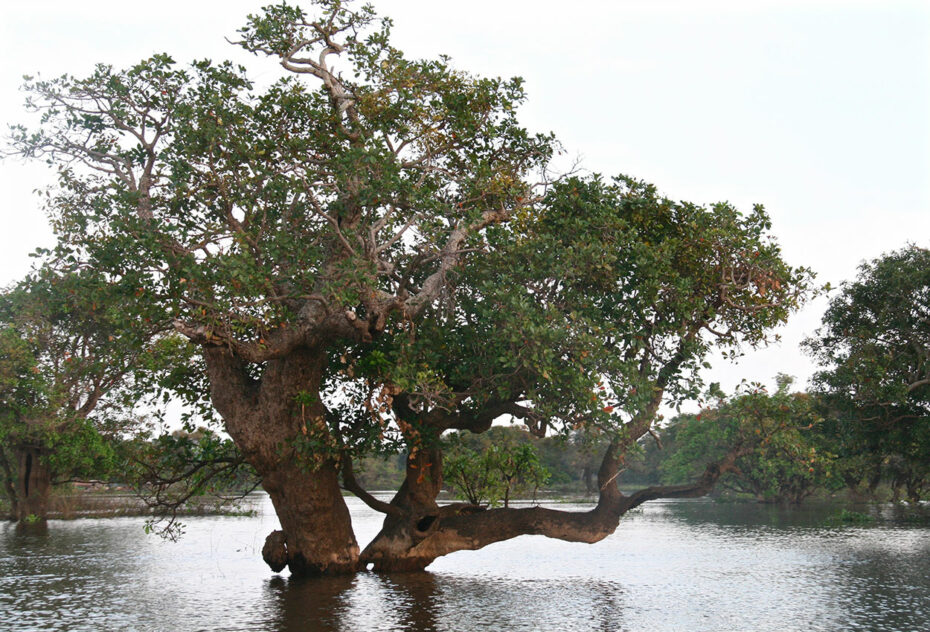 Forêt inondée par le lac Tonlé Sap
