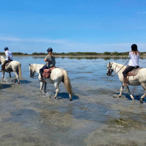 Randonnée à cheval en Camargue, les pieds dans l'eau
