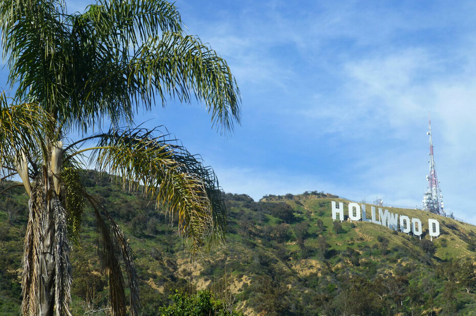 Palmier et Hollywood sign
