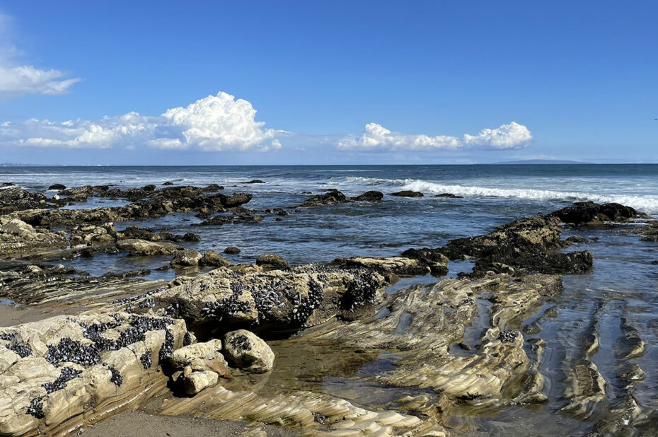 Des coquillages couvrent les rochers, bien visibles à marée basse