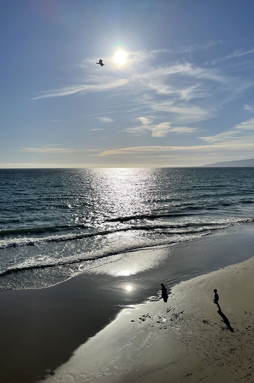 Une mouette passe devant le soleil qui se reflète sur l'océan