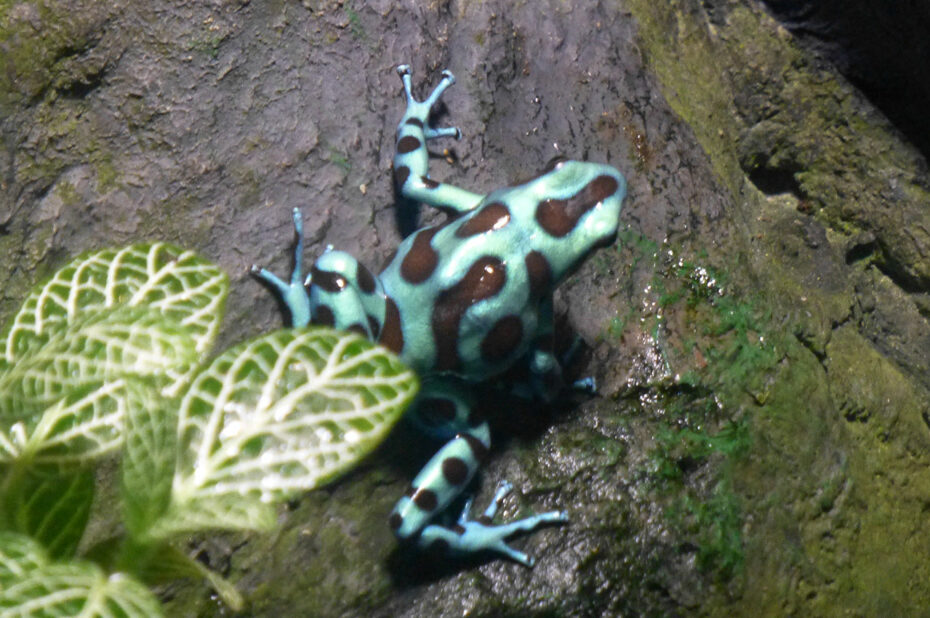 Dendrobate doré, petite grenouille de la forêt tropicale humide